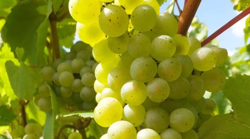 Although the harvest hasn’t started yet, here is a nice, beautiful, #green Chardonnay grape. #lifeatexpedia