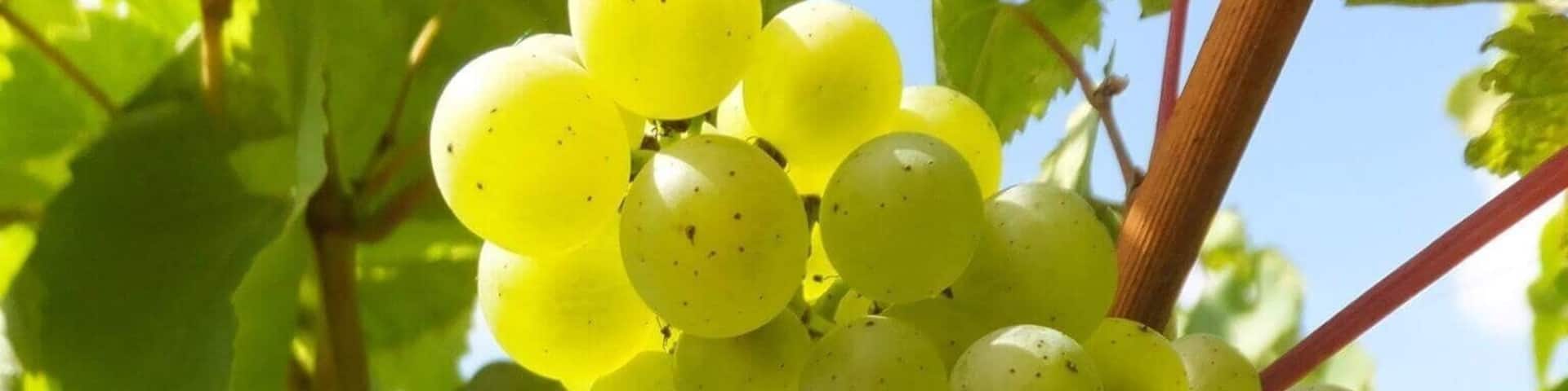 Although the harvest hasnât started yet, here is a nice, beautiful, #green Chardonnay grape. #lifeatexpedia