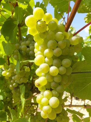 Although the harvest hasn’t started yet, here is a nice, beautiful, #green Chardonnay grape. #lifeatexpedia
