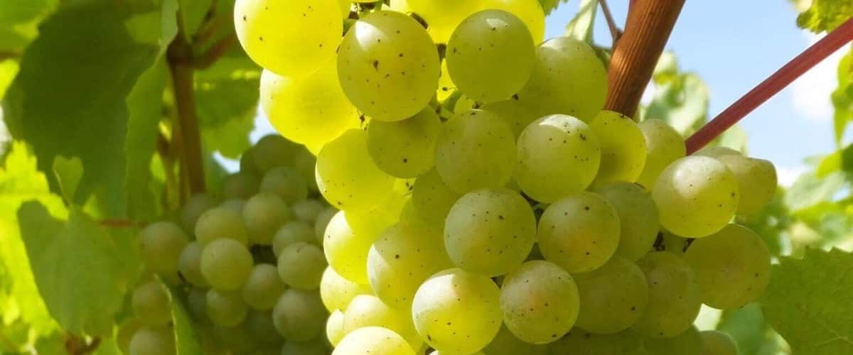 Clusters of green grapes on a vine with green leaves.