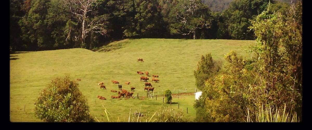 The Beerwah Mountains on the Sunshine Coast.