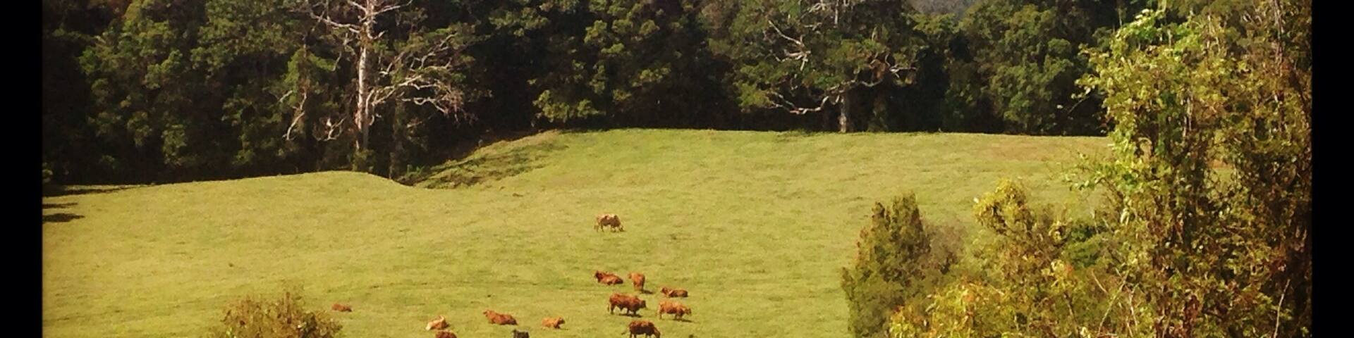 The Beerwah Mountains on the Sunshine Coast.