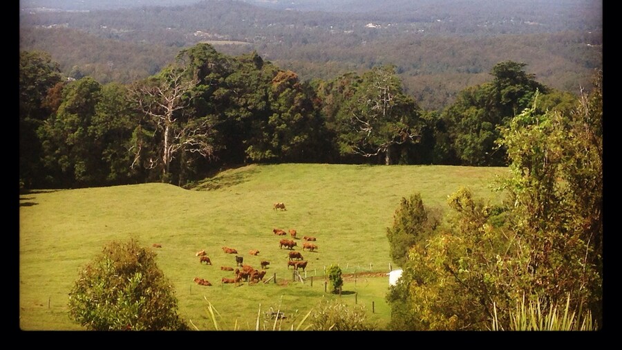 The Beerwah Mountains on the Sunshine Coast.