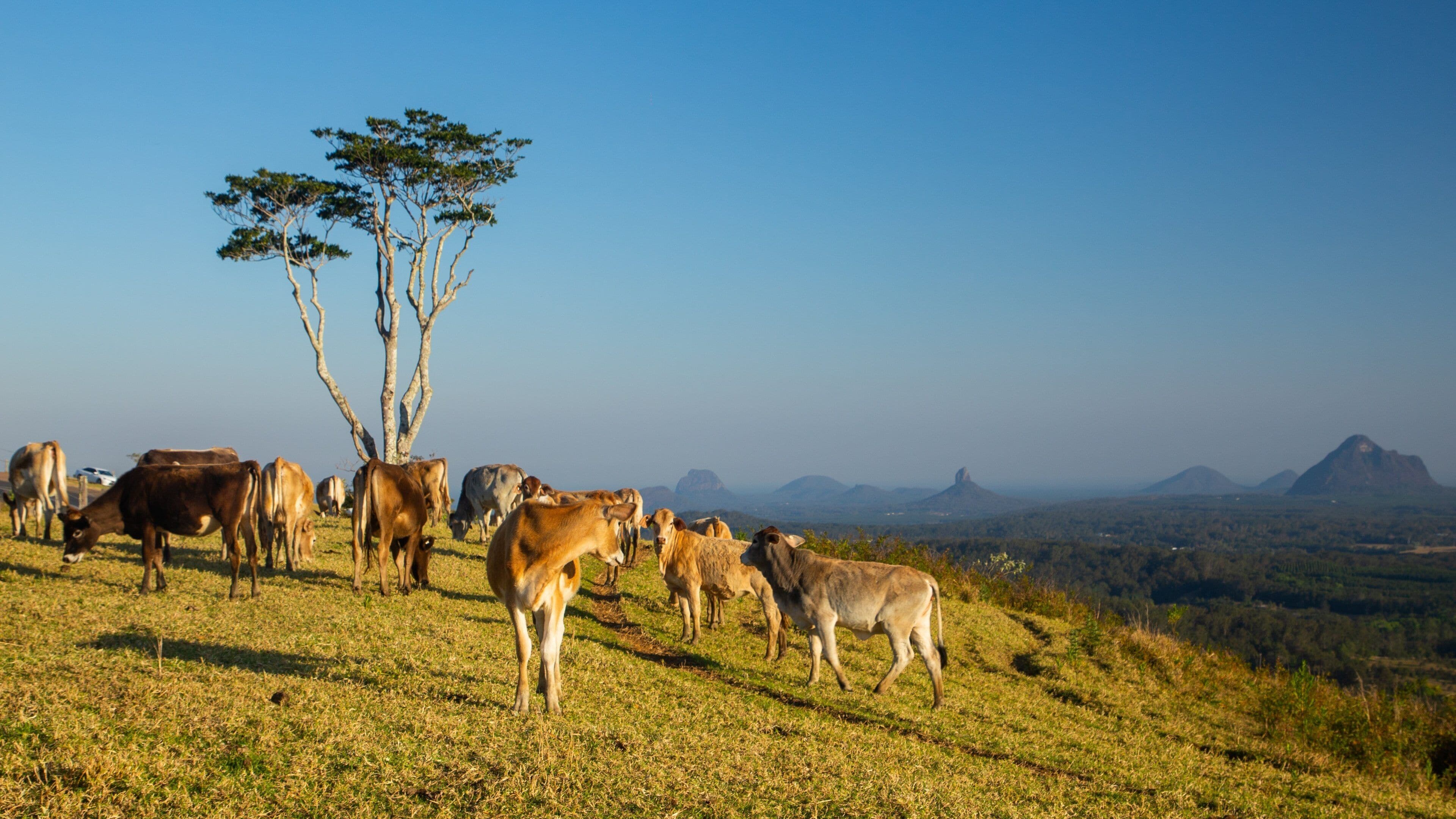 Maleny which includes farmland, landscape views and tranquil scenes