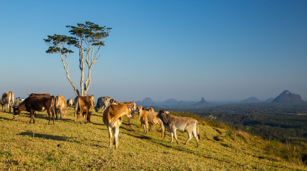 Maleny which includes farmland, landscape views and tranquil scenes