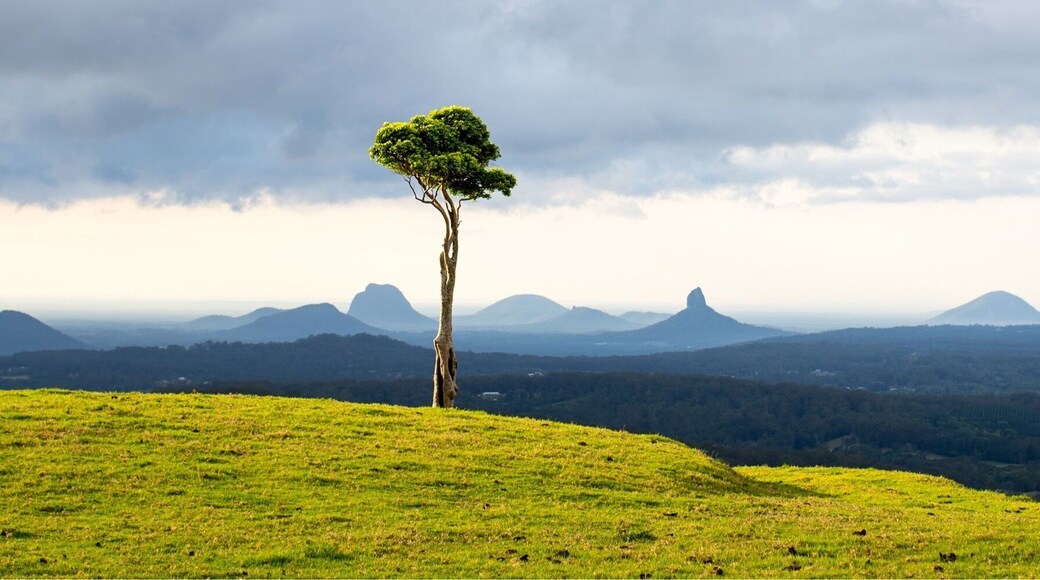 The ever popular lonely tree overlooking the Glasshouse Mountains. This tree is located on private property and you can get permission to access the paddock from the owner as per the sign on the gate. You can easily photograph the landscape from the roadside as well.
#roadtrip #queensland #australia #mountains
#weekendgetaway