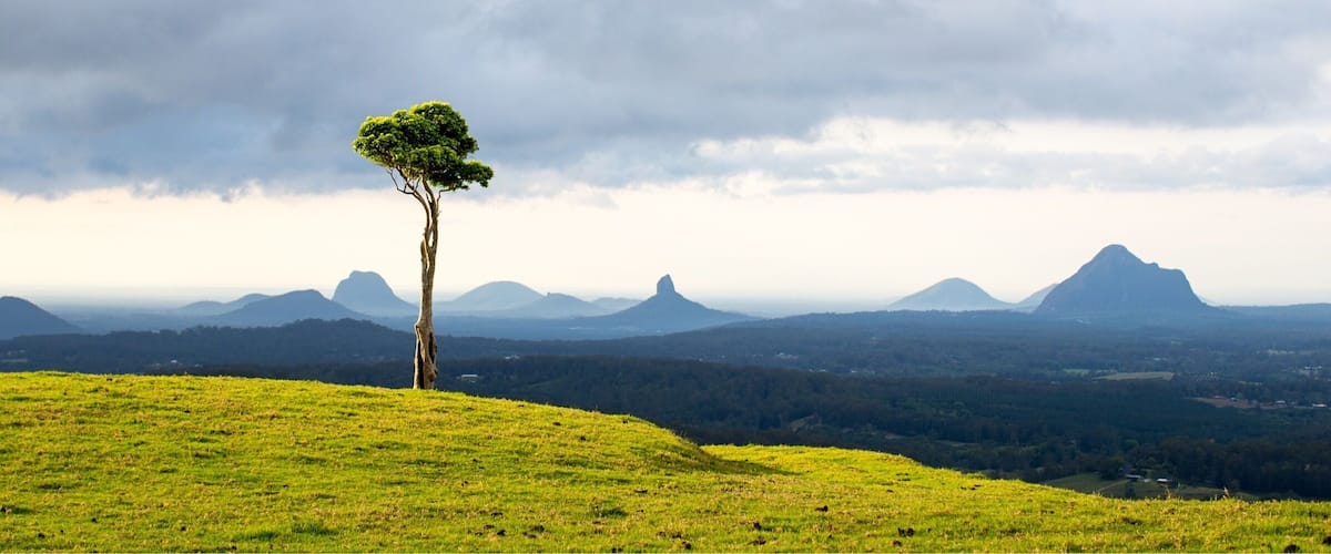 A single tree on a grassy hill with a mountain range in the background.