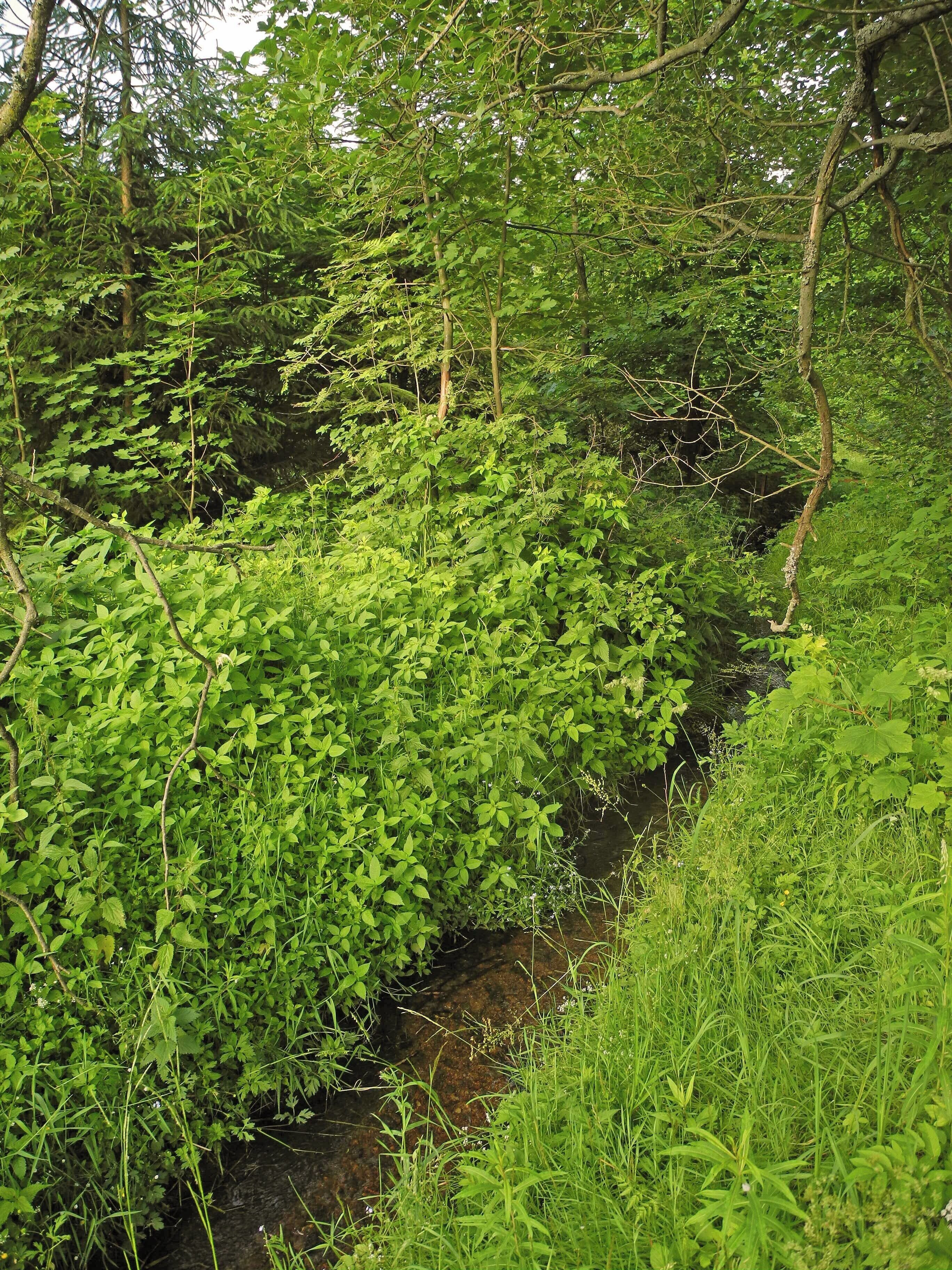 This media shows the protected monument of Saxony with the ID 09305908 KDSa/09305908(other).