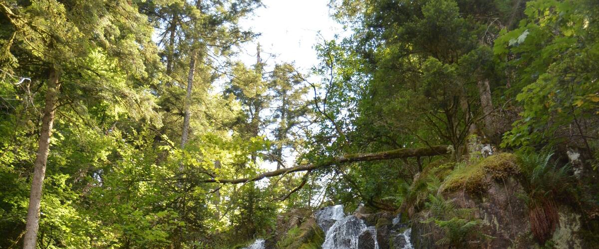 A waterfall cascading over rocks surrounded by dense forest.