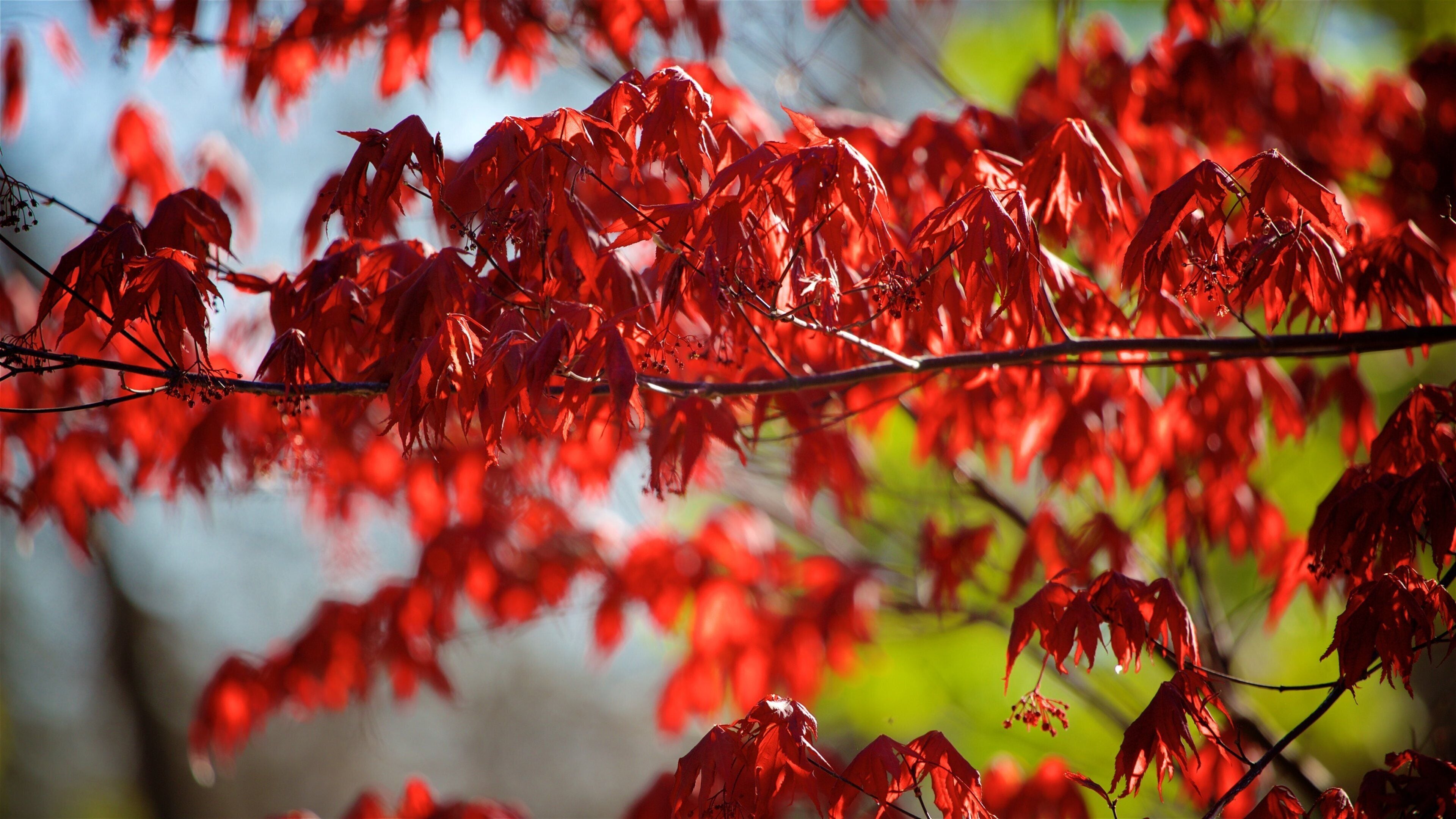 Overland Park Arboretum and Botanical Gardens showing a park and flowers