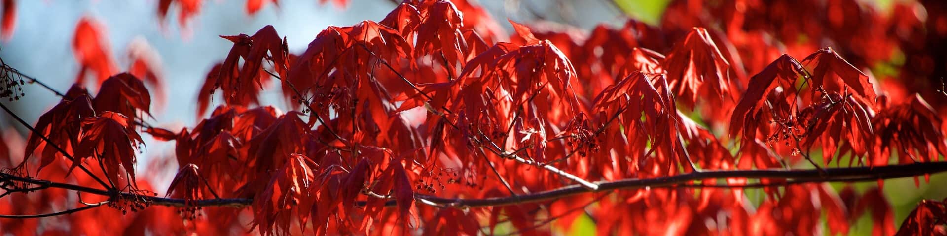 Overland Park Arboretum and Botanical Gardens showing a park and flowers