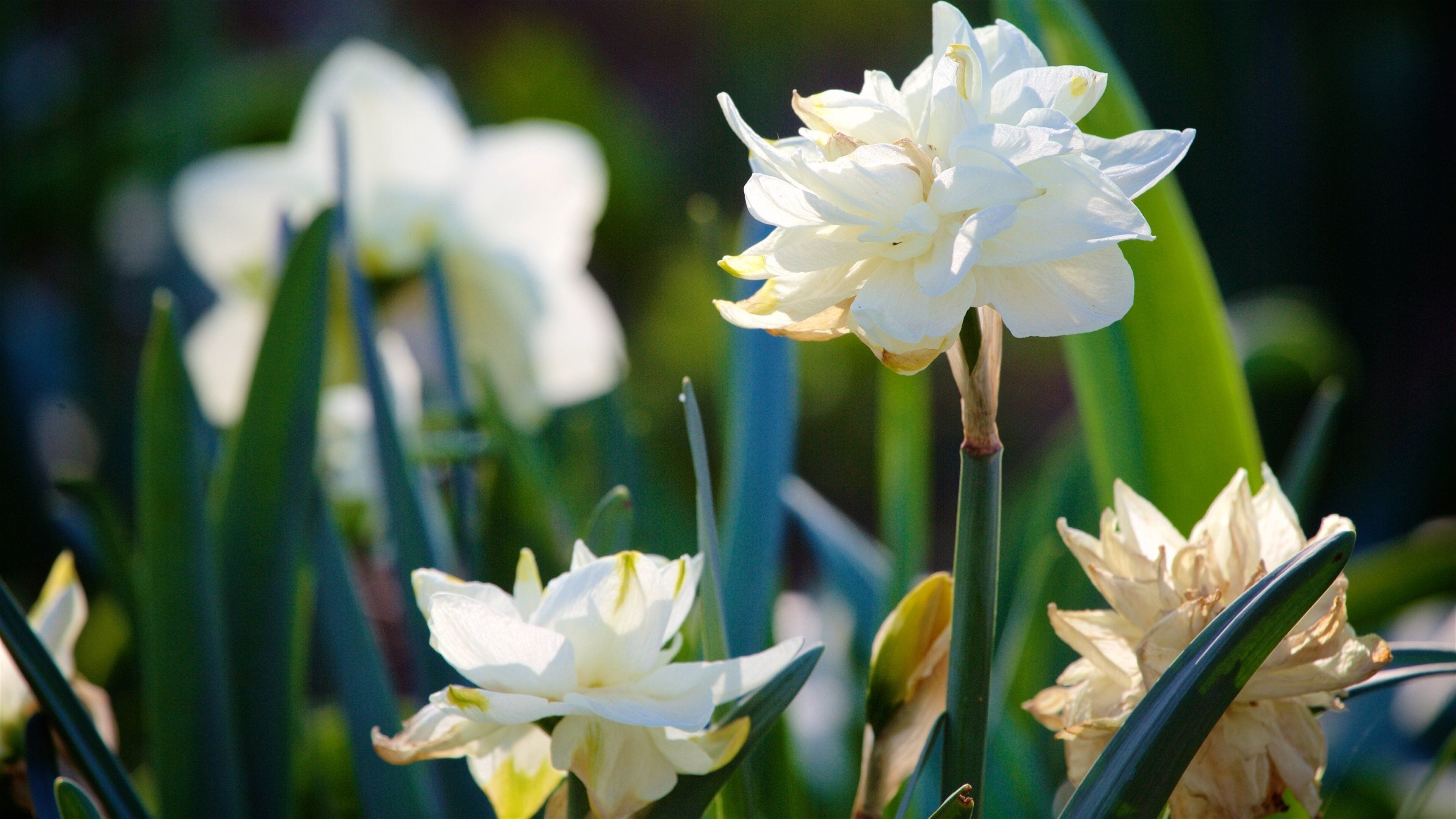 Kansas City bevat een tuin en bloemen