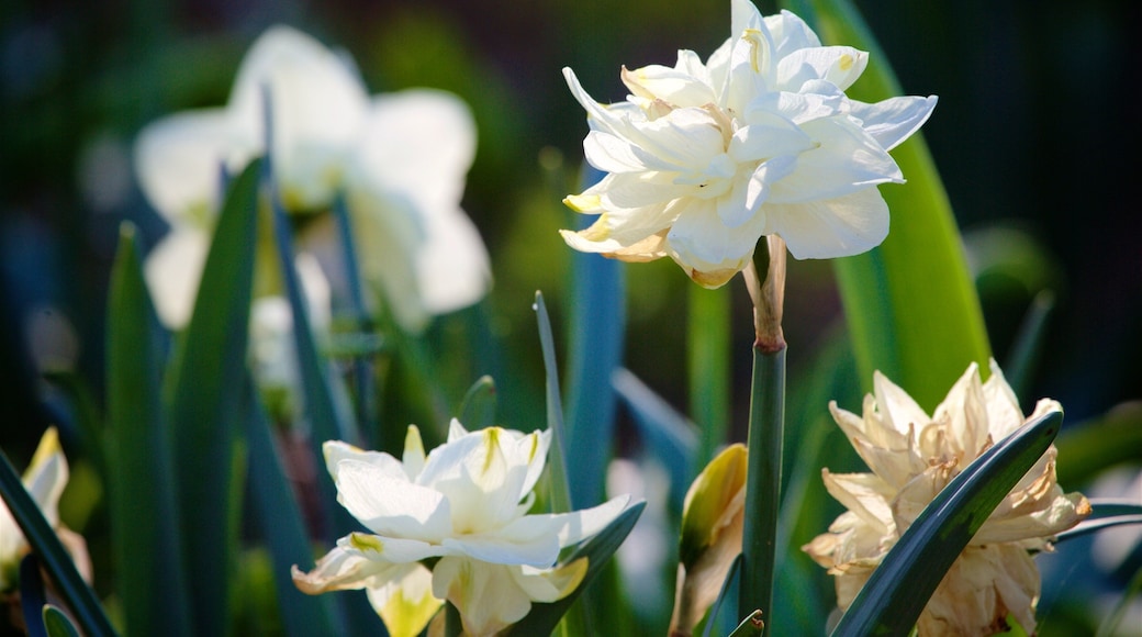 Kansas City featuring puisto ja kukat