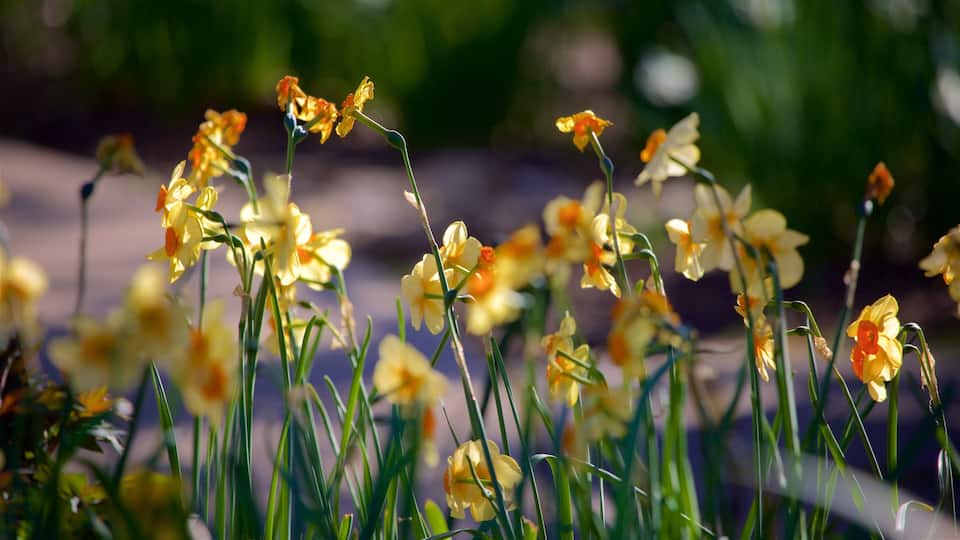 A field of daffodils in full bloom.