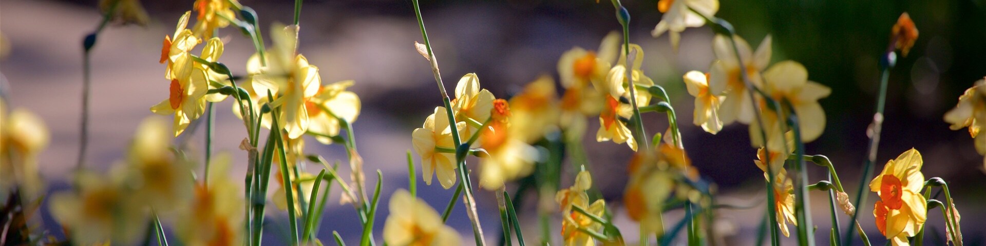 Kansas City mettant en vedette fleurs sauvages