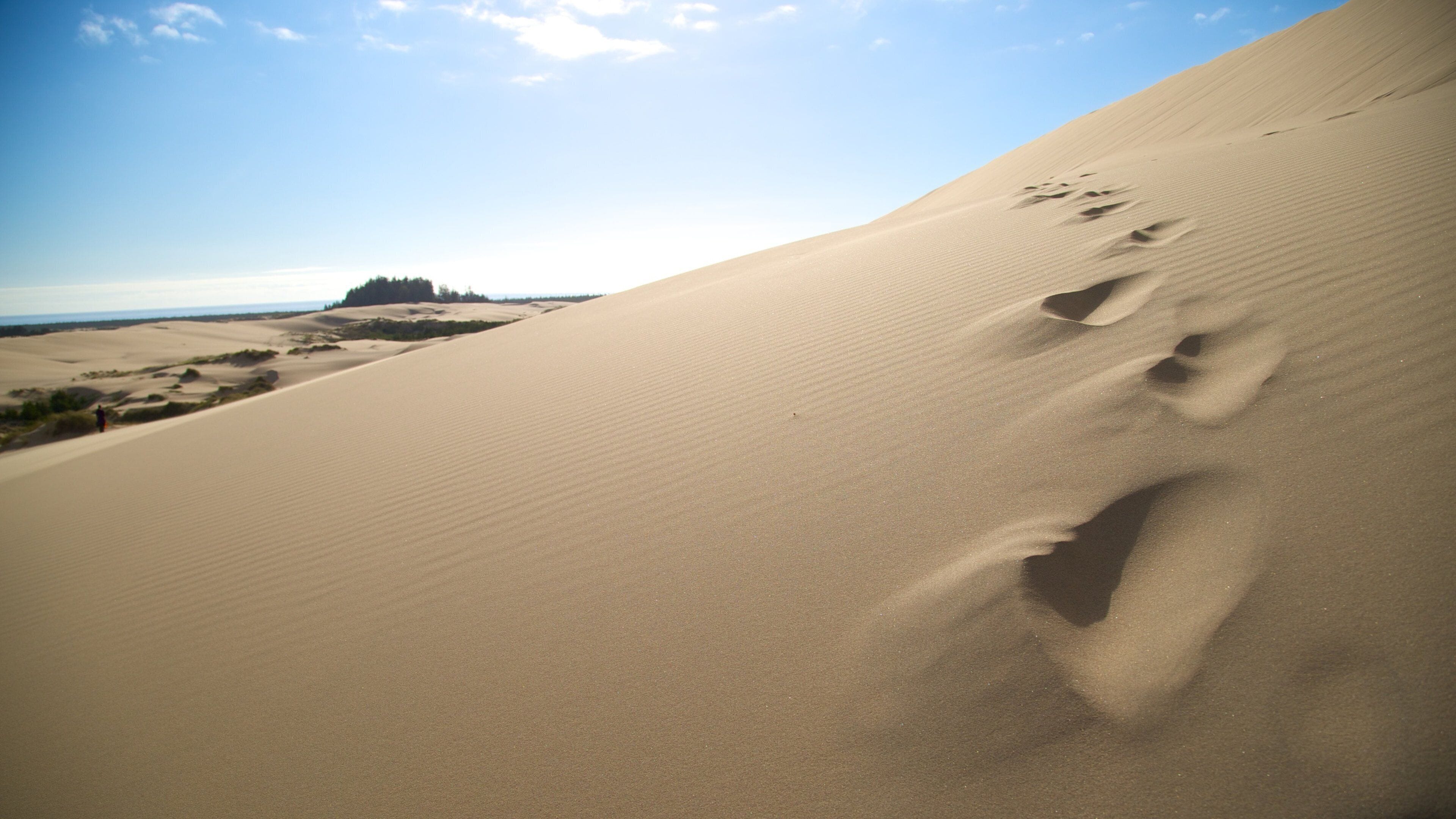 Oregon Dunes National Recreation Area which includes landscape views and desert views