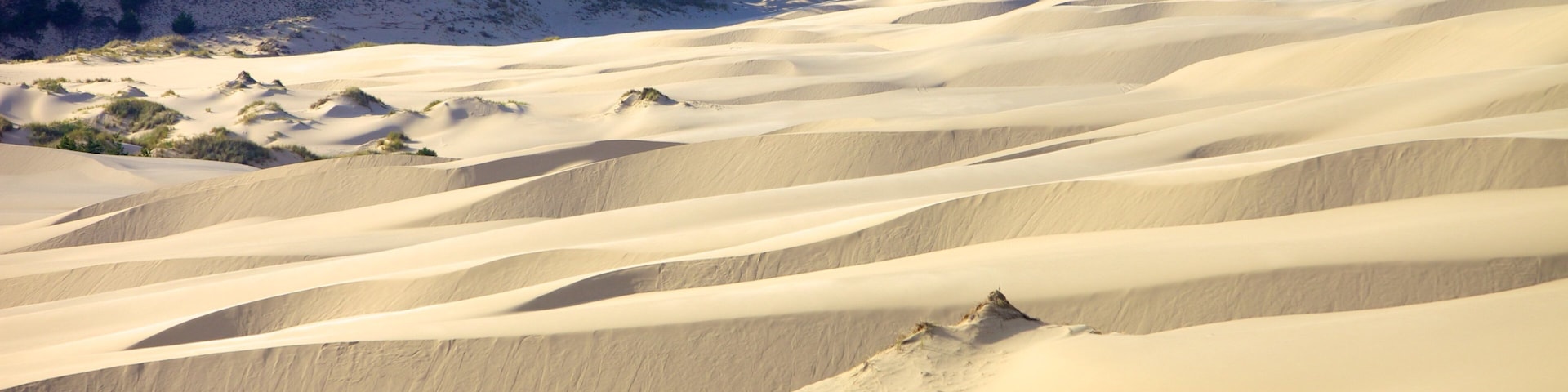 Oregon Dunes National Recreation Area que inclui paisagens do deserto e paisagem