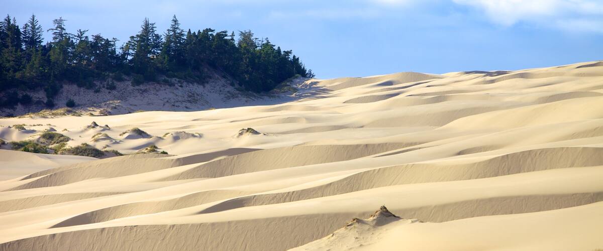 A desert landscape with rolling sand dunes and sparse vegetation.