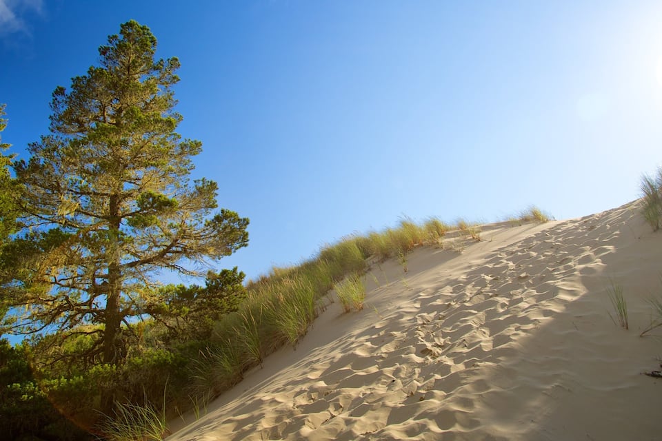 Un paysage de dunes de sable, avec un pin imposant et une végétation clairsemée.