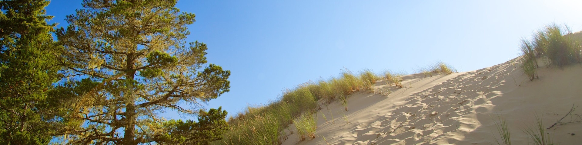 Zona nacional recreativa Oregon Dunes