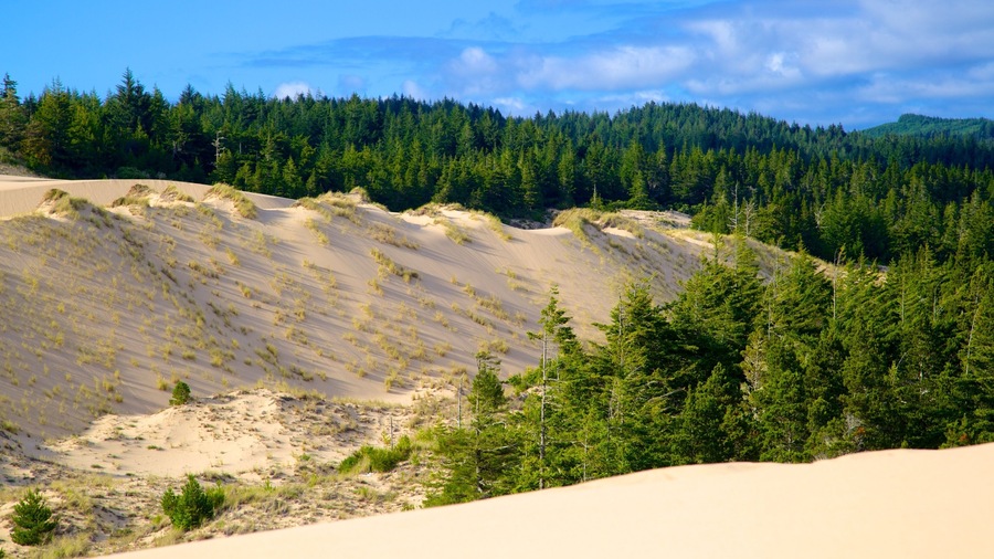 Reedsport featuring forest scenes and desert views