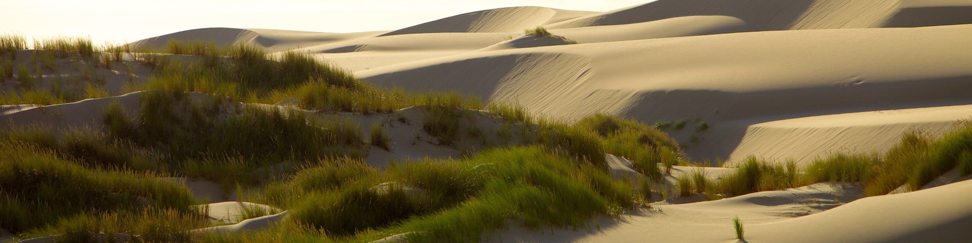 Oregon Dunes National Recreation Area mit einem WĂŒstenblick und Landschaften