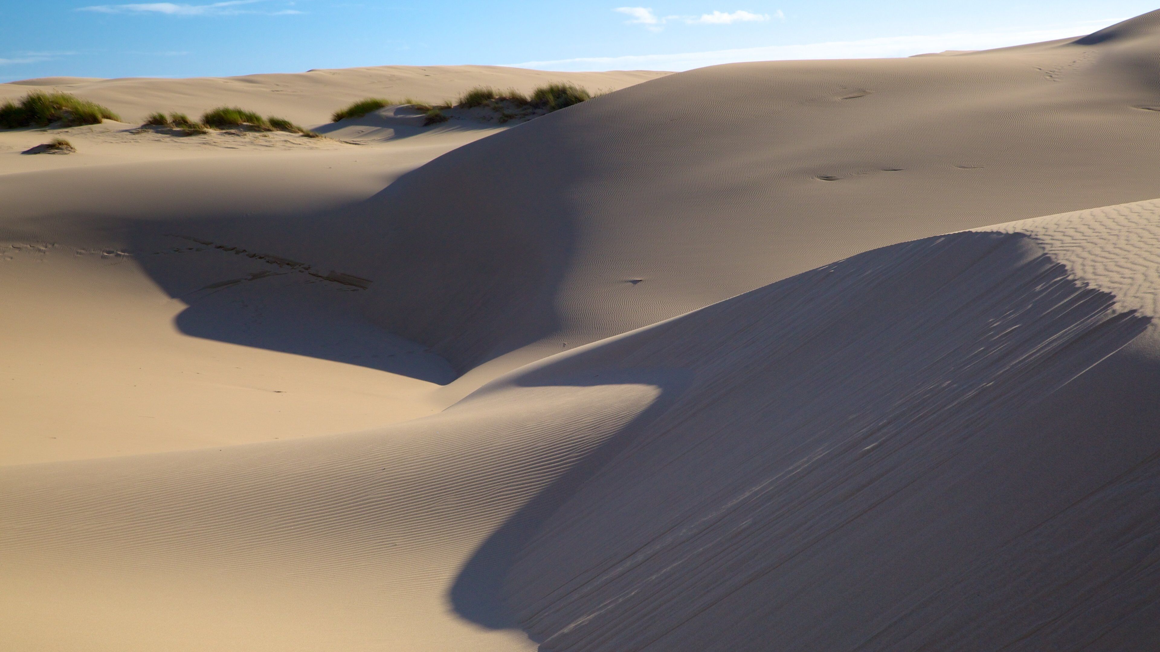 Oregon Dunes National Recreation Area showing desert views and landscape views