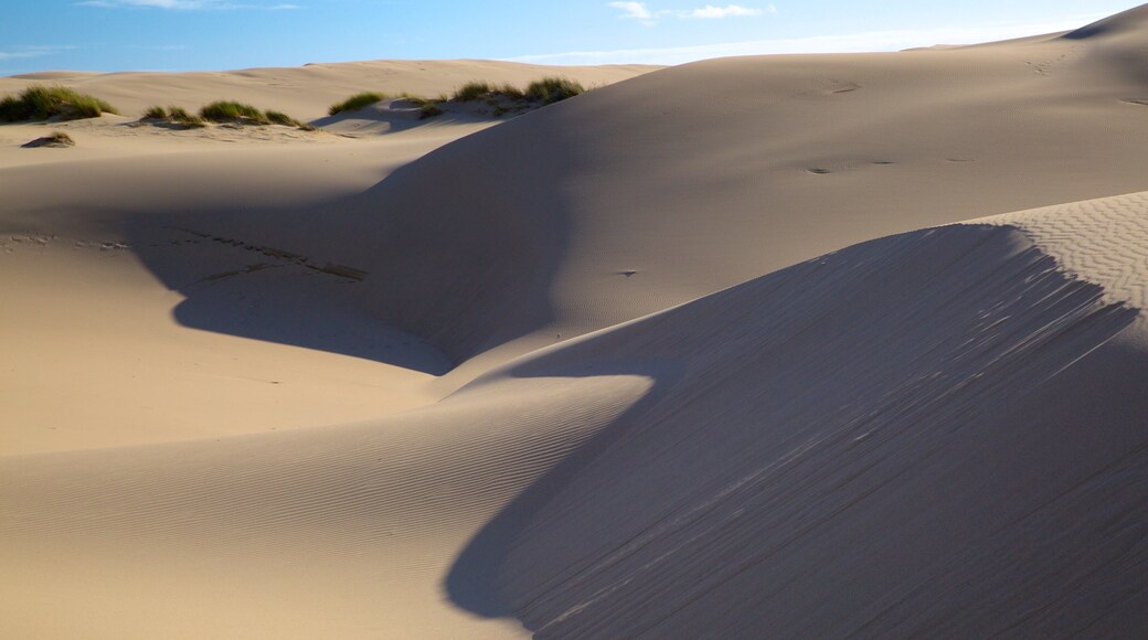 Oregon Dunes National Recreation Area showing desert views and landscape views