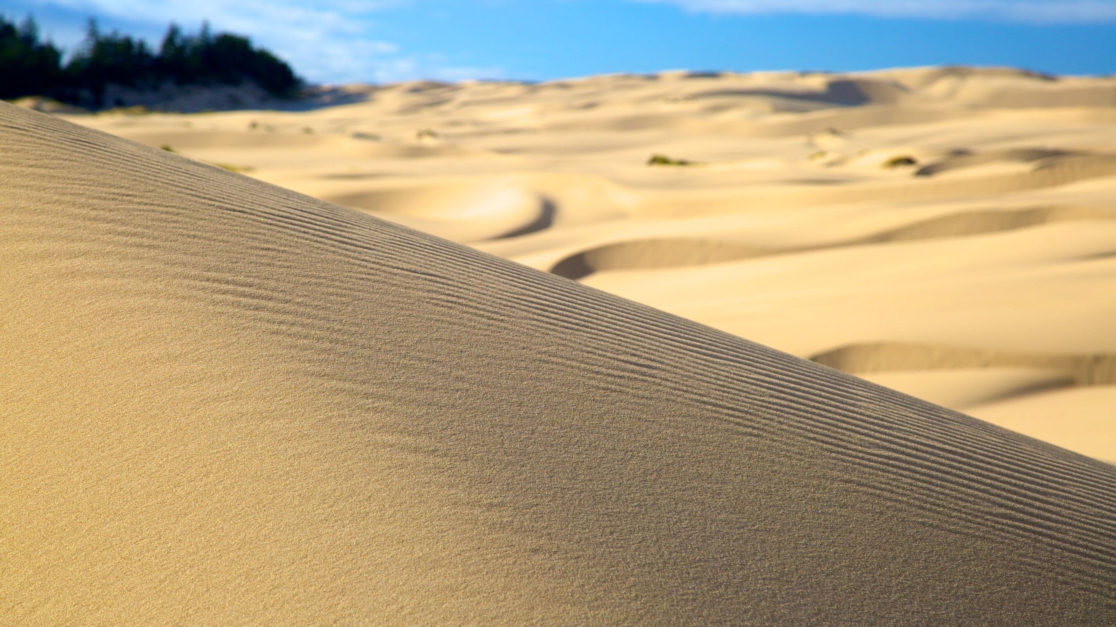 Dunas de arena con un bosque al fondo.