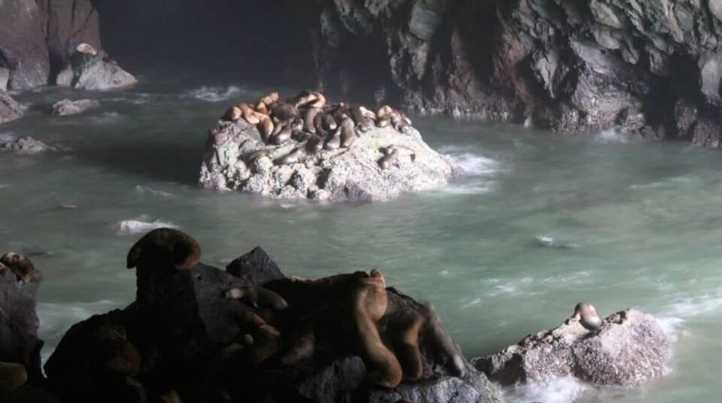 Awesome place to see hundreds of sea lions in their natural habitat