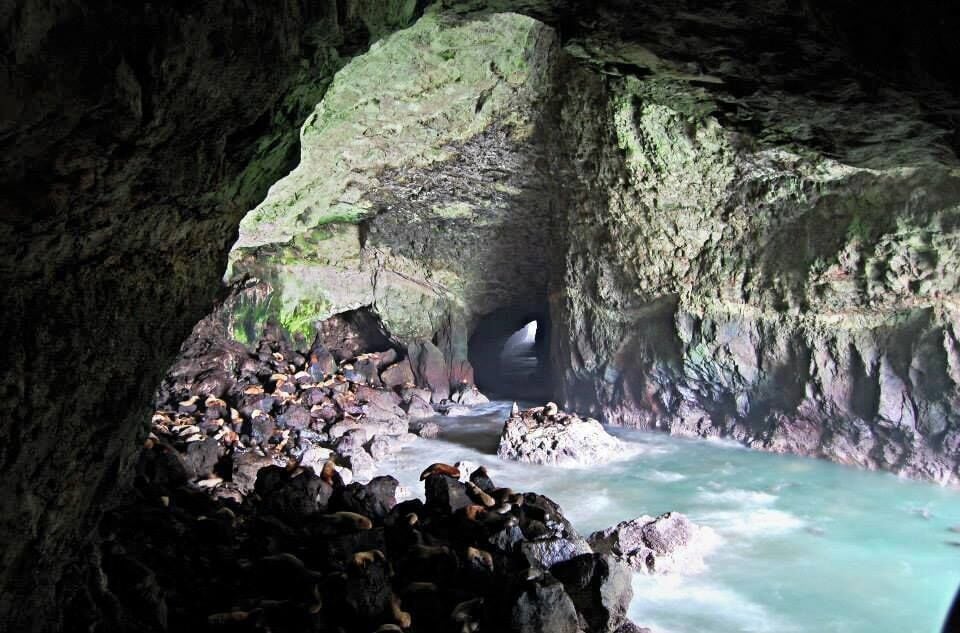 Best time to view all the sea lions is during the winter months when they all gather inside the cave.