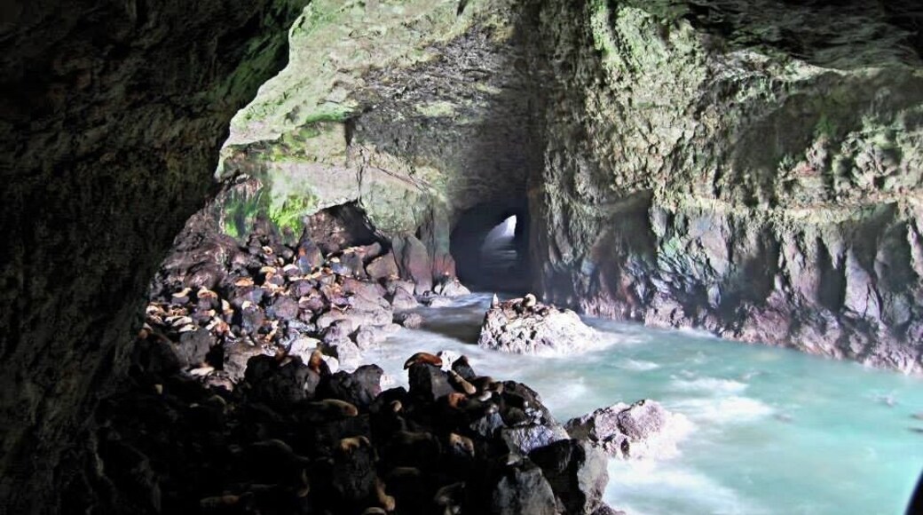 Best time to view all the sea lions is during the winter months when they all gather inside the cave.