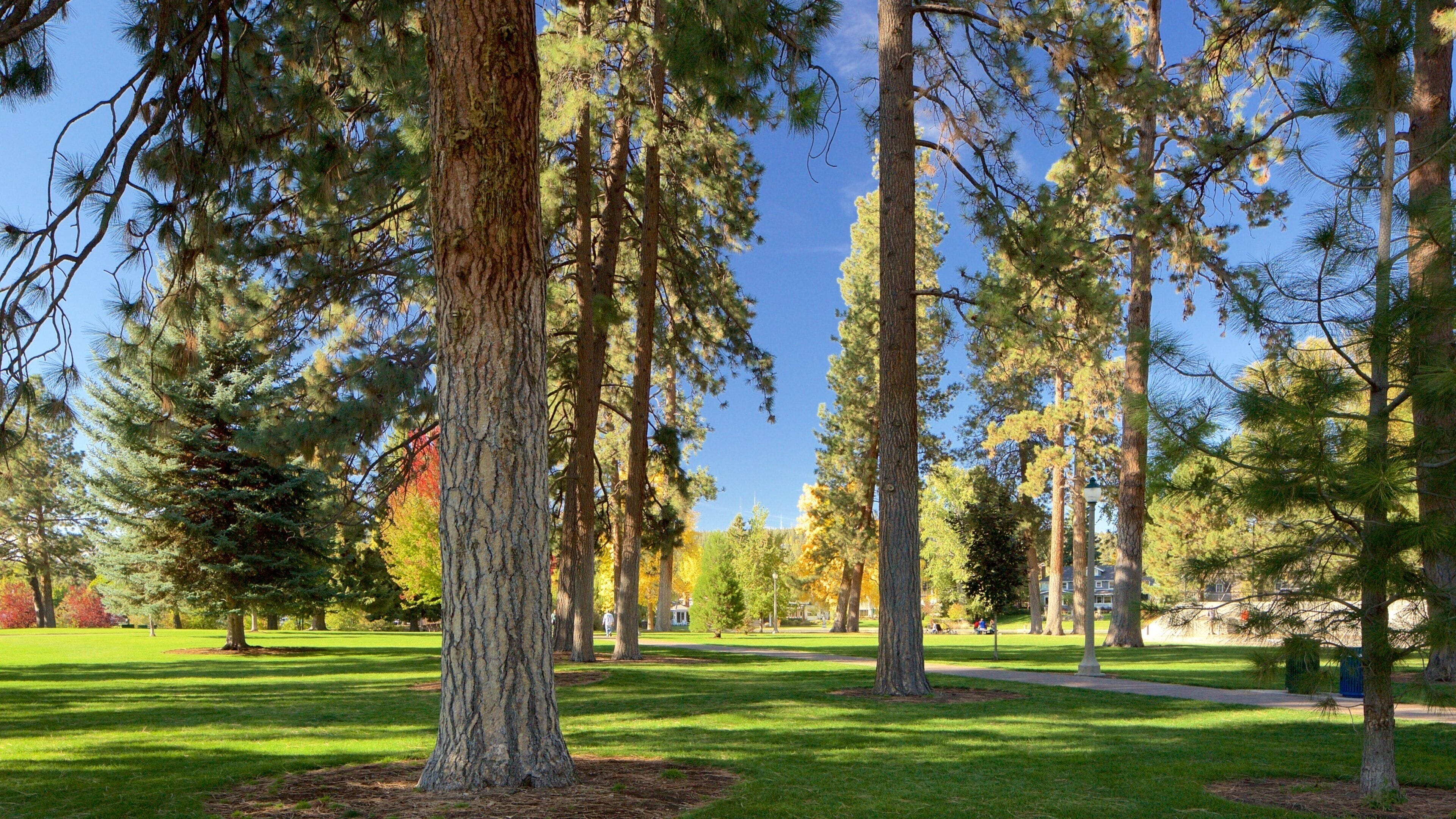 Um parque com árvores altas e um céu azul límpido.
