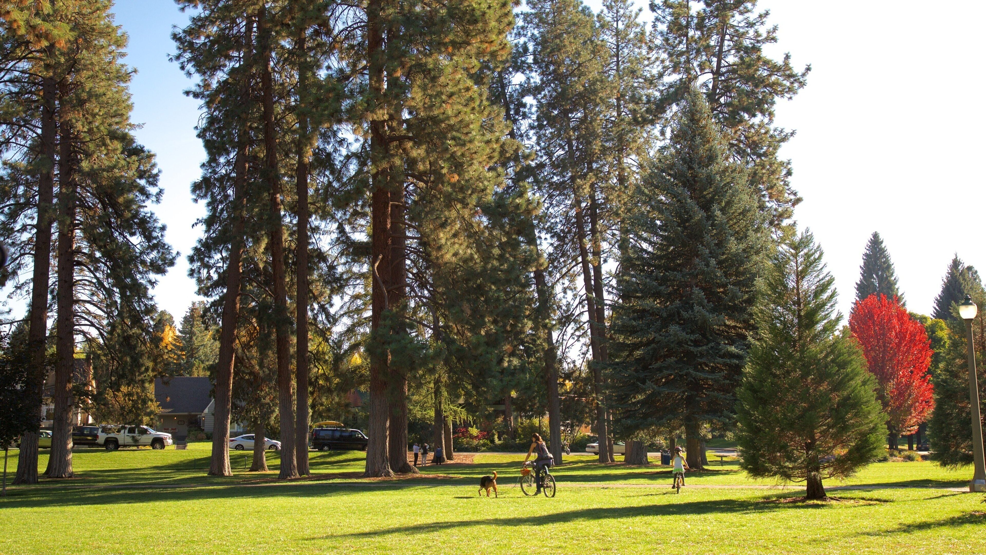 A park with tall trees, a red-leaved tree, and people walking and biking.