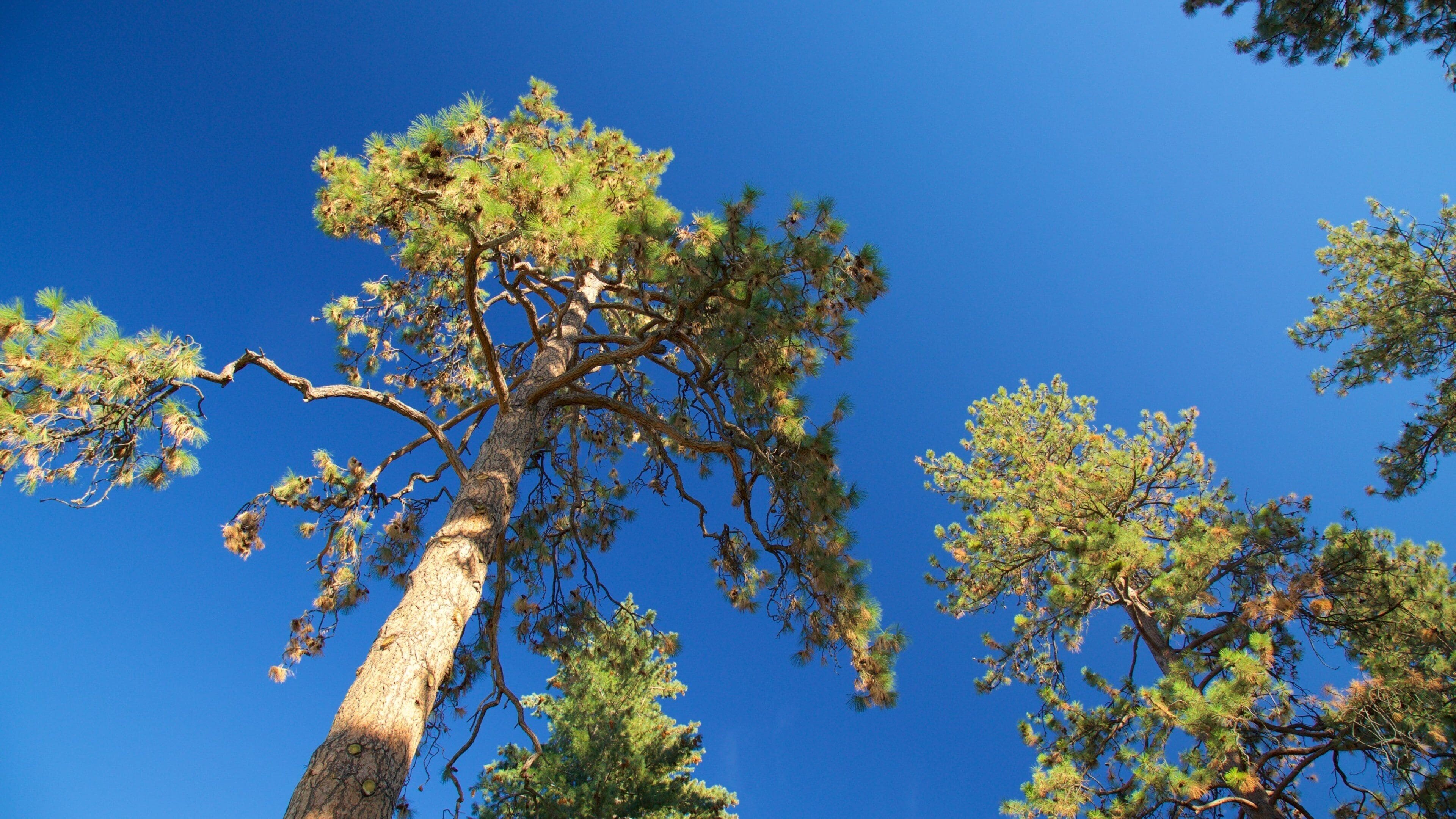 Un alto pino con un cielo blu intenso sullo sfondo.