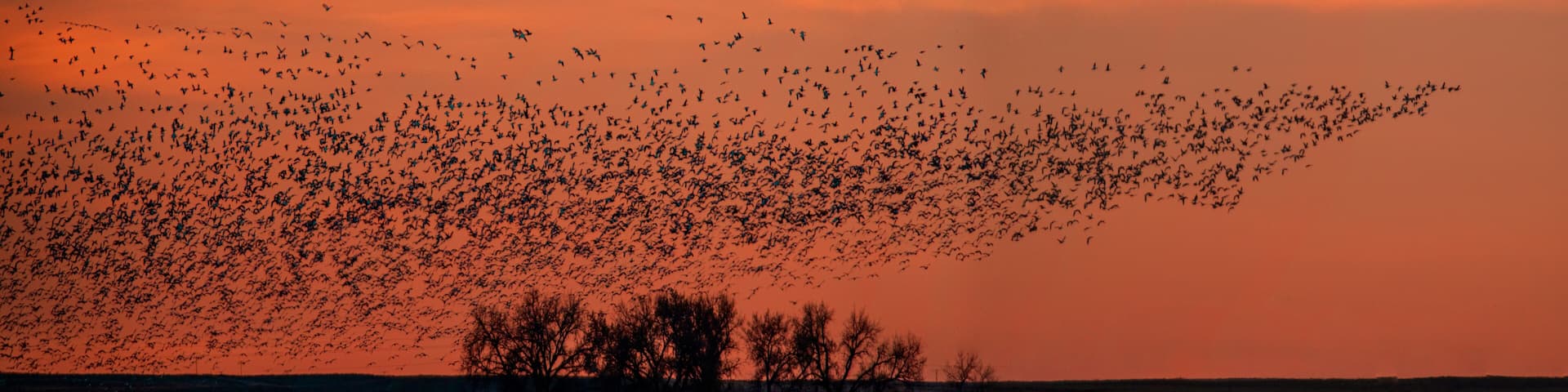 A massive flock of sandhill cranes fly around rural Colorado
