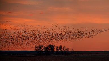 A massive flock of sandhill cranes fly around rural Colorado