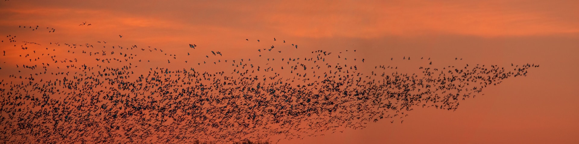 A massive flock of sandhill cranes fly around rural Colorado