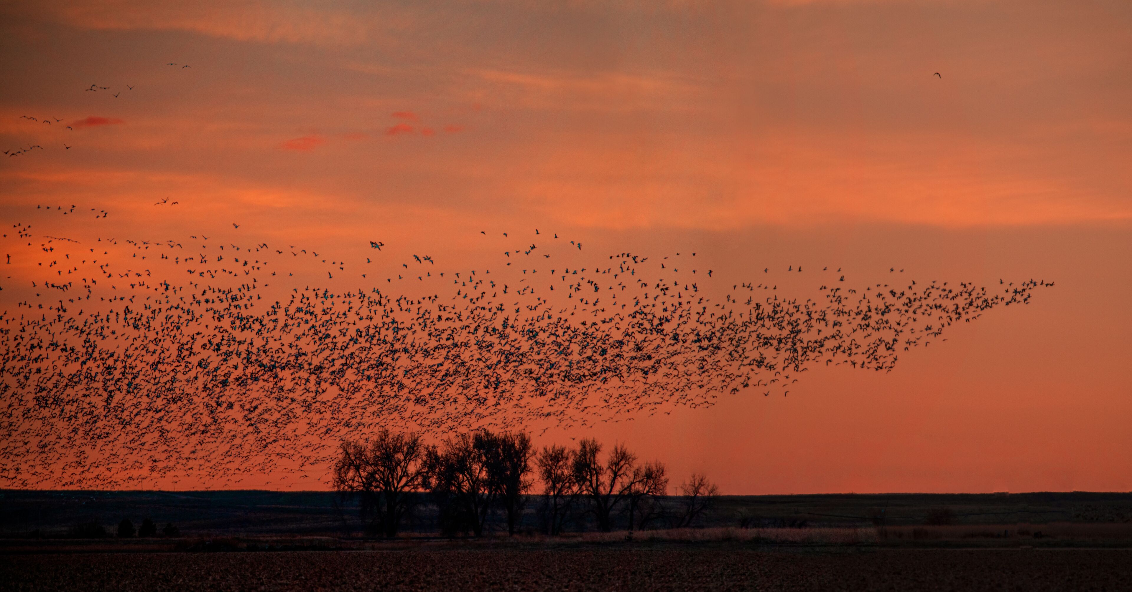 A flock of birds flying across a sunset sky over a flat landscape with sparse trees.