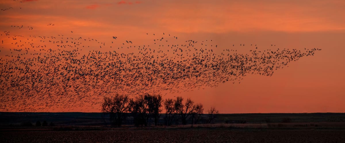 A flock of birds flying across a sunset sky over a flat landscape with sparse trees.