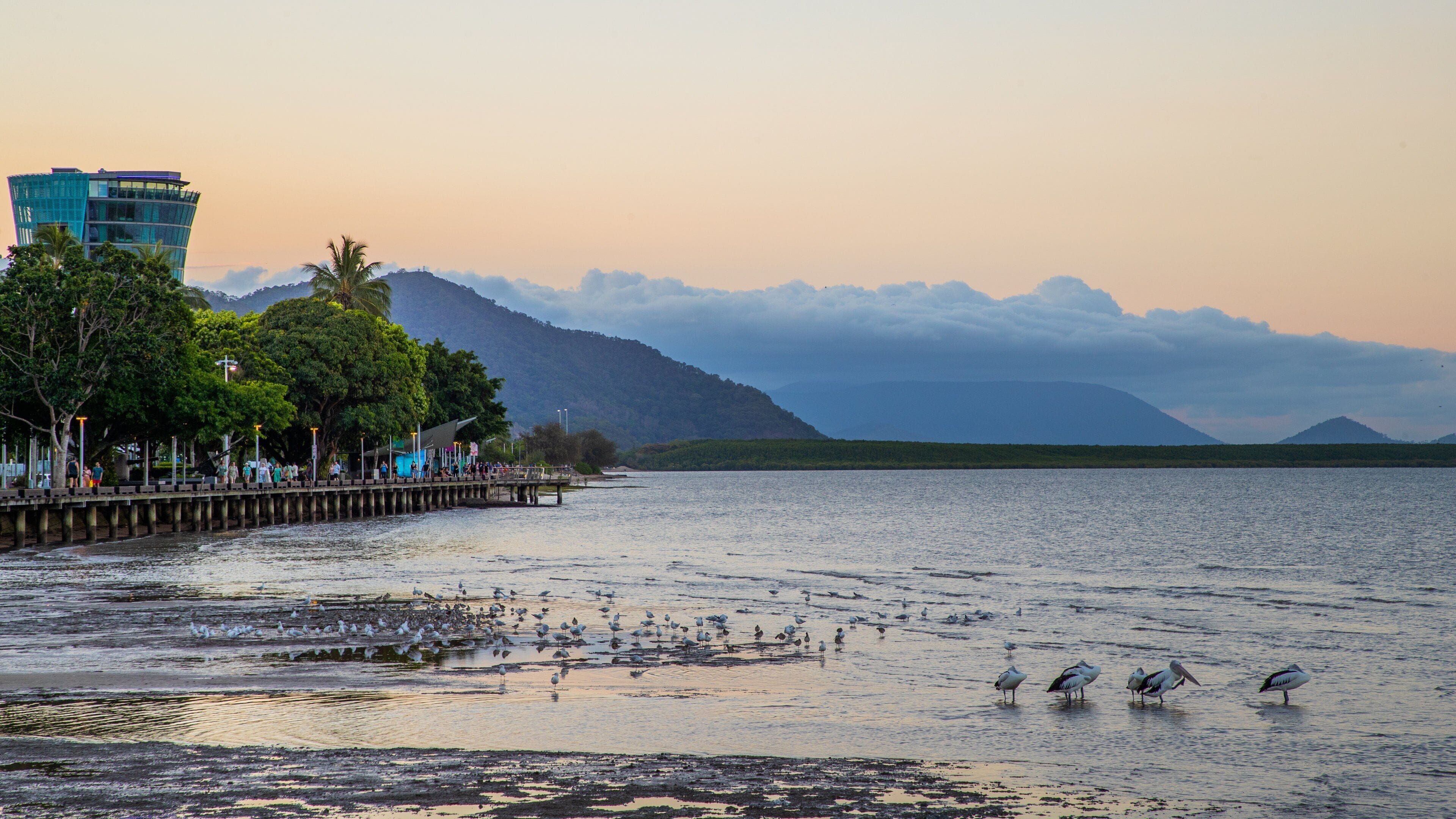 Cairns Esplanade showing general coastal views, a sunset and bird life