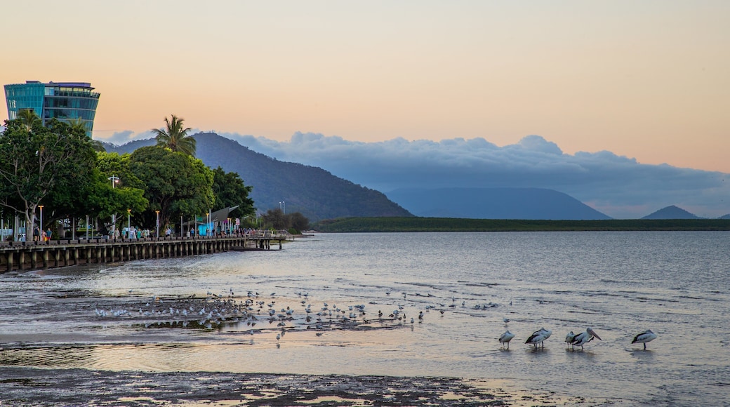 Cairns Esplanade showing general coastal views, a sunset and bird life