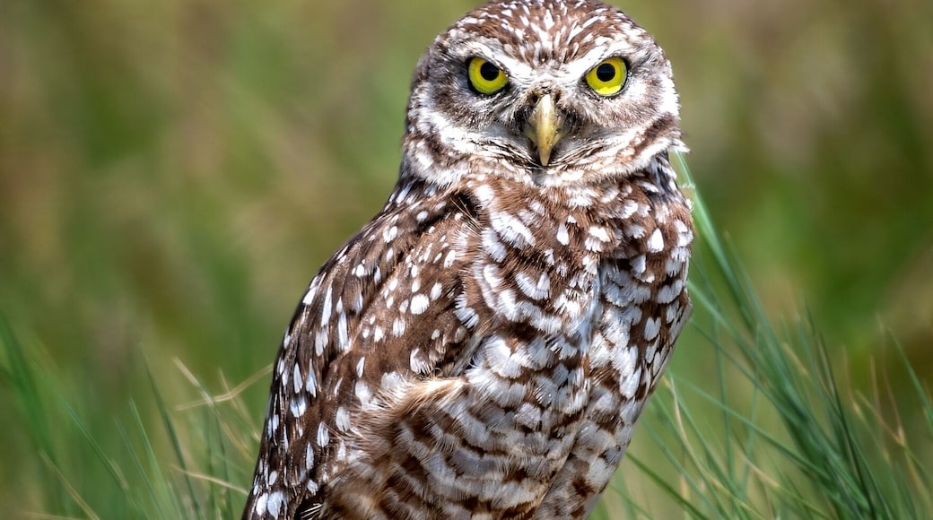 Burrowing Owl