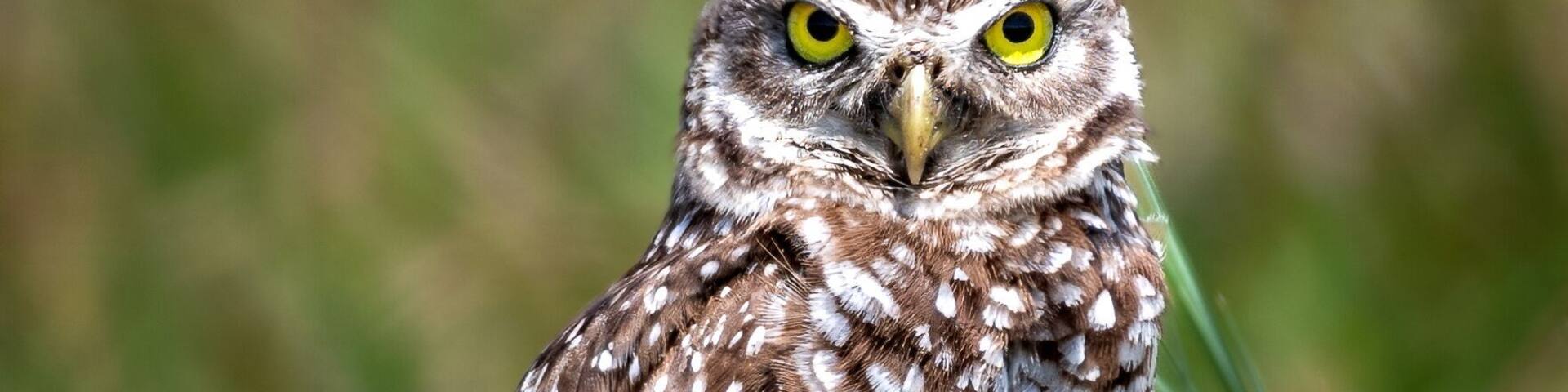 Burrowing Owl