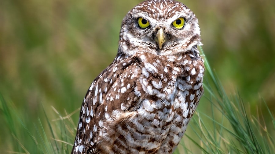 フロリダ アトランティック大学