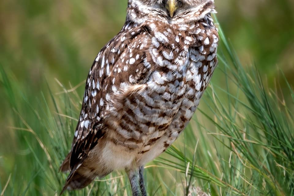 An owl standing in grass.