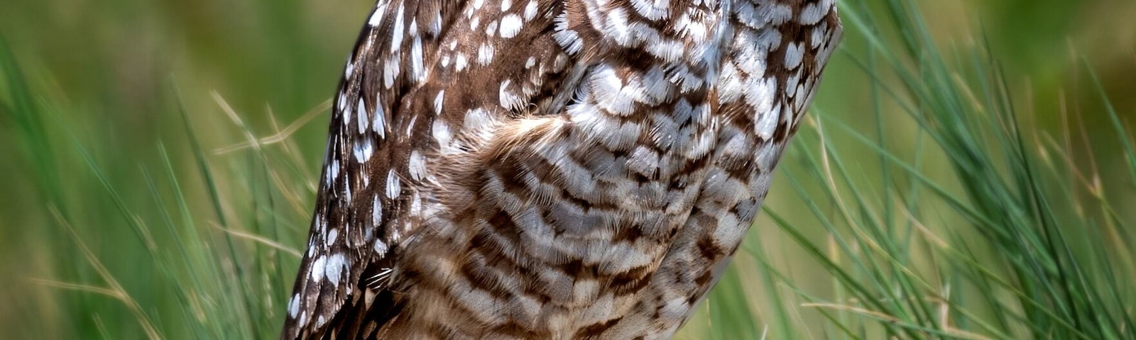 Burrowing Owl