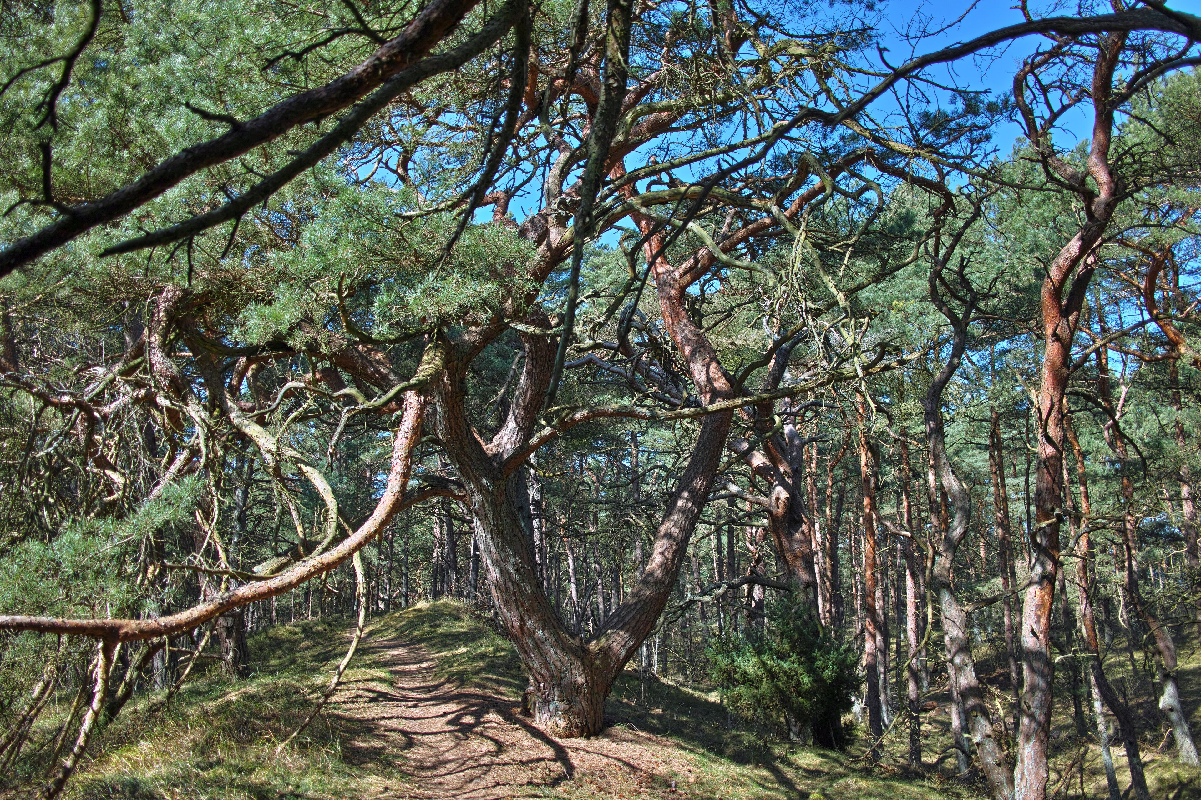 Naturpark Insel Usedom Waldweg bei Trassenheide Anfang April 2018