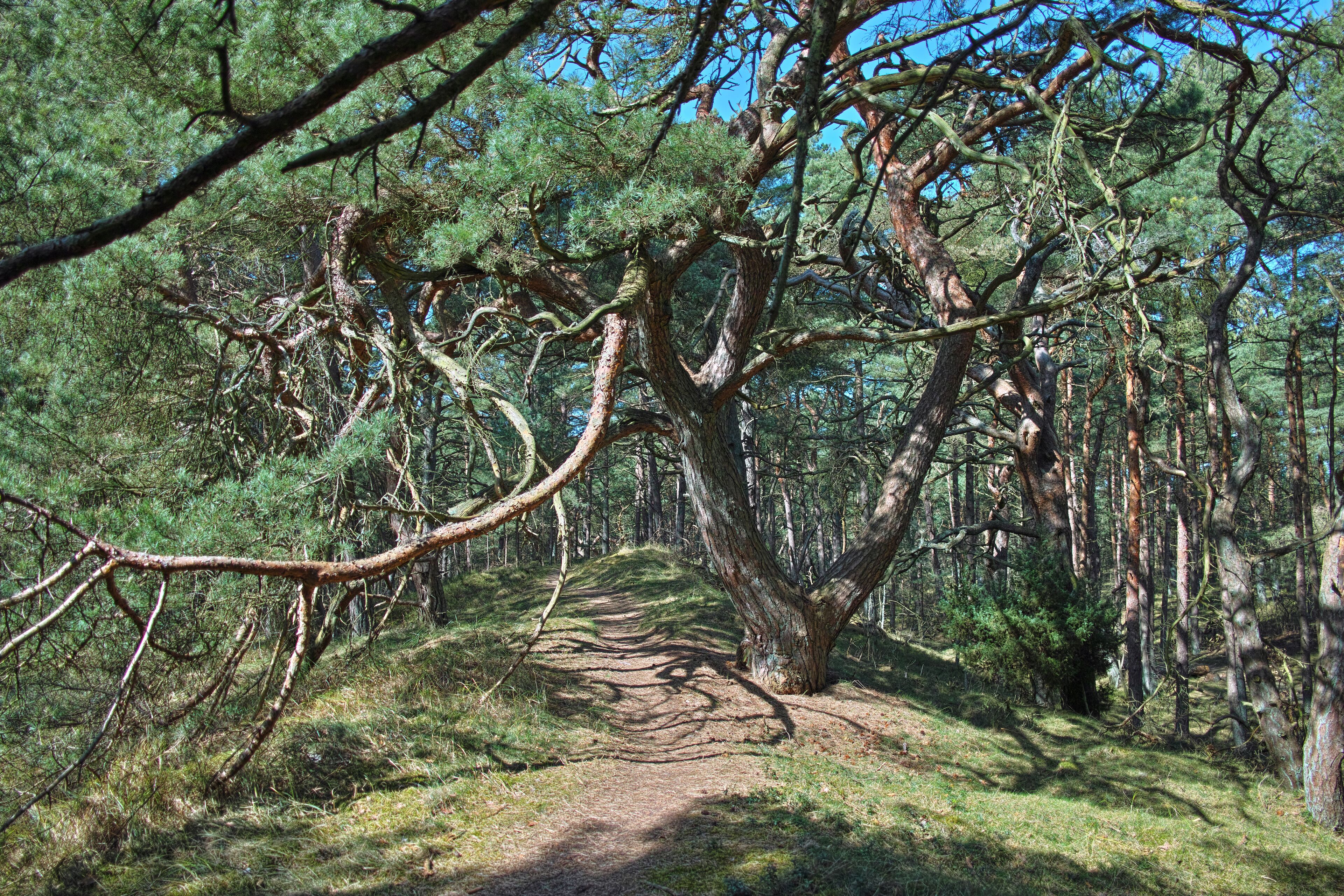 Naturpark Insel Usedom bei Trassenheide Kiefernbannwald Anfang April 2018