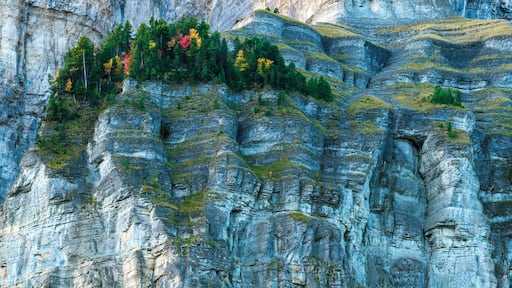 Autumn trees on a cliff.
This is a little forest in the middle of a huge cliff, in Savoie, France. The red and yellow trees are mixing with the pine trees, which gives them a cool look I think ;)
#BVStrove
